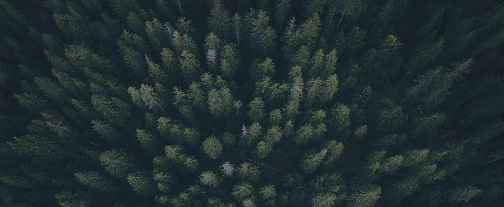 An arial shot of tree in the Estrela Mountain Range