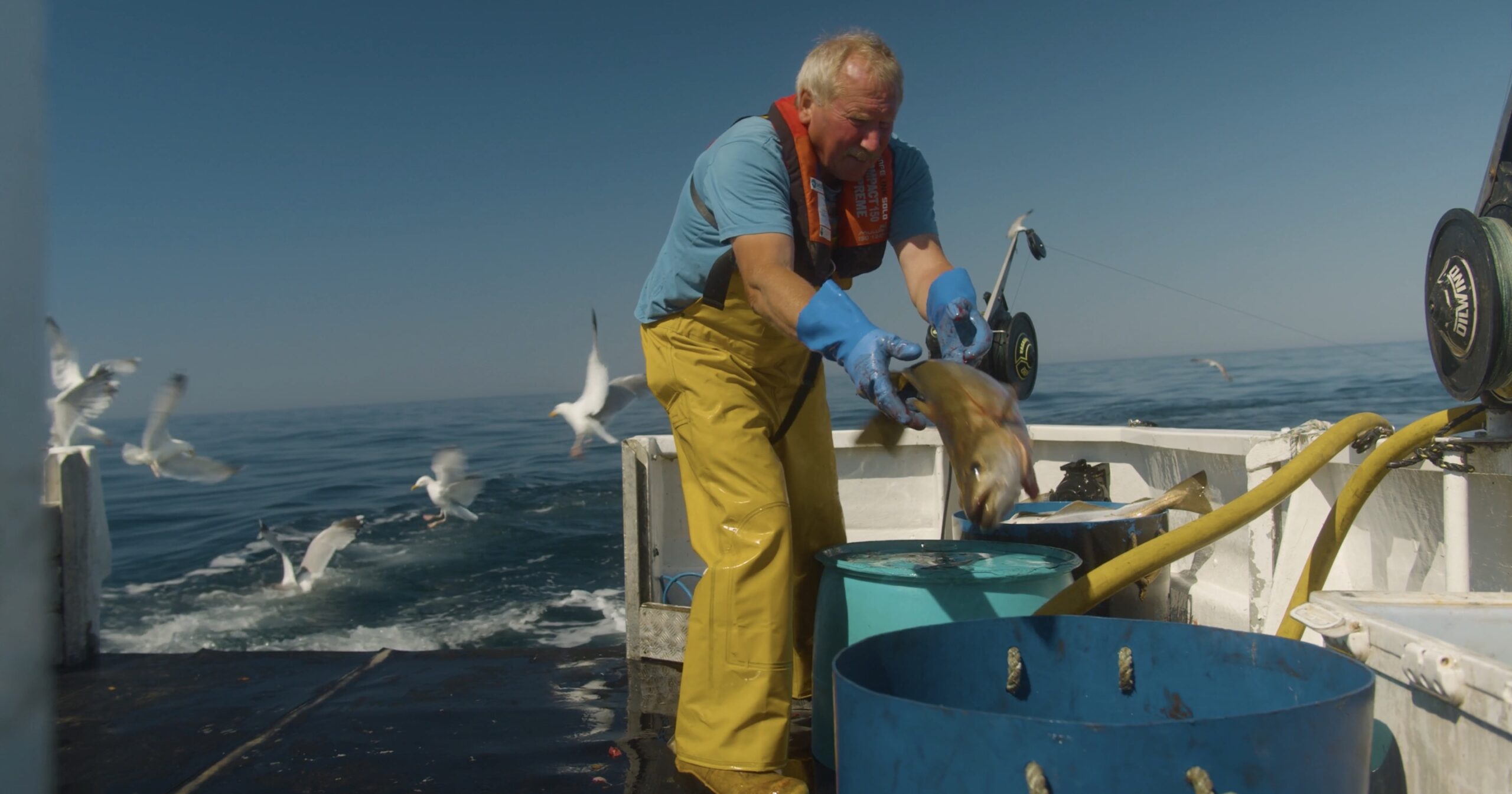 A picture of Cornish fisherman throwing pollack into a bin. He's on the back of a boat wearing yellow overalls. There are seagulls everywhere.