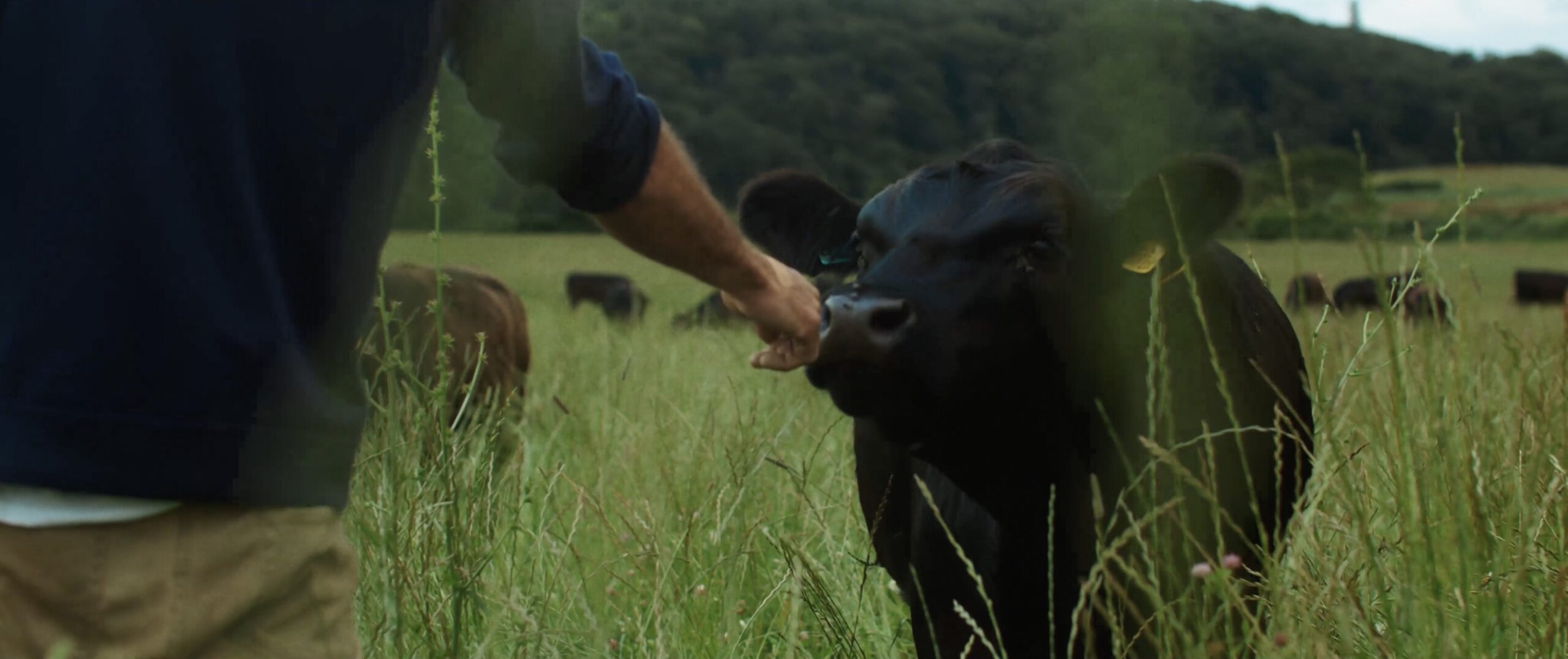 An image of a cow in a field at the Lost Gardens of Heligan with a man reaching out to feed it.