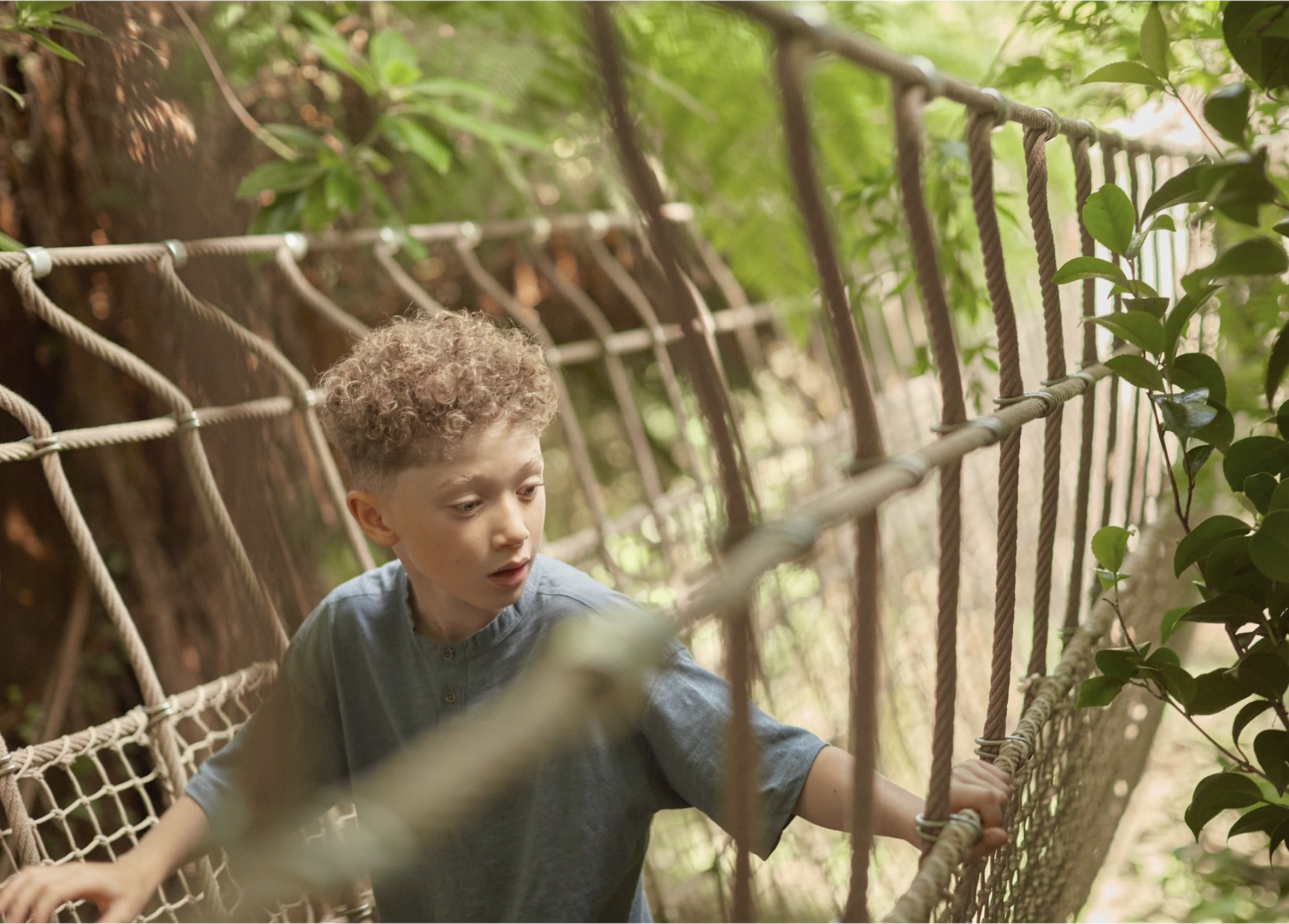 An image of a boy on the rope bridge at Heligan looking out across the jungle.