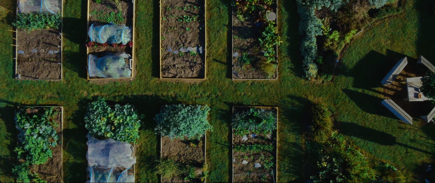 An arial drone shot of the vegetable beds at Newquay Orchards.