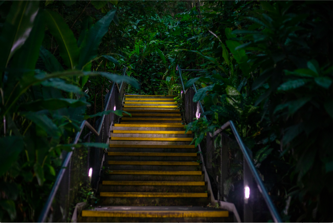 Rainforest in Cornwall